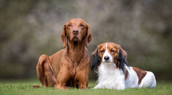 狗和犬的区别