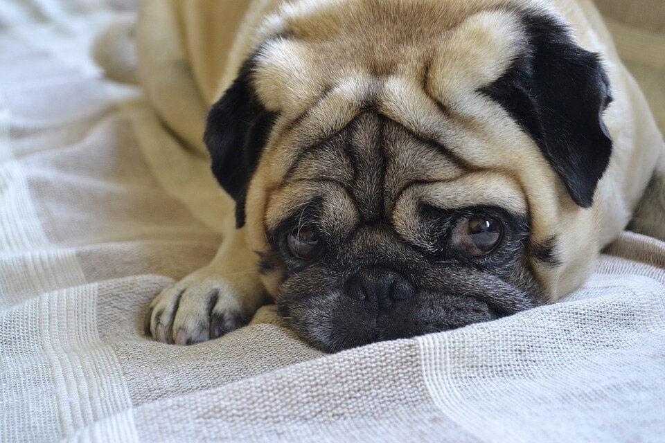 八哥犬图片欣赏 各种巴哥狗卖萌高清图片