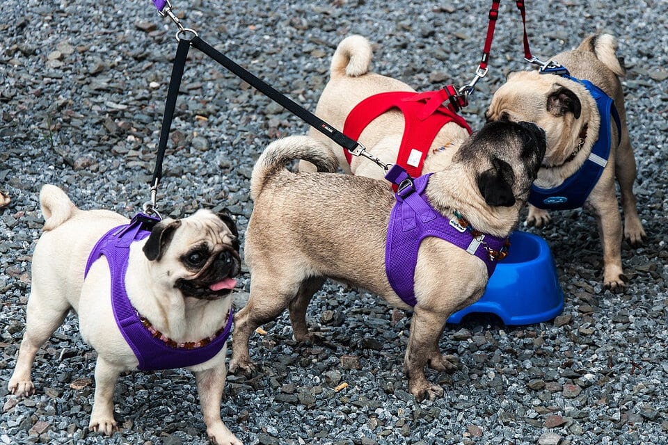 八哥犬图片欣赏 各种巴哥狗卖萌高清图片