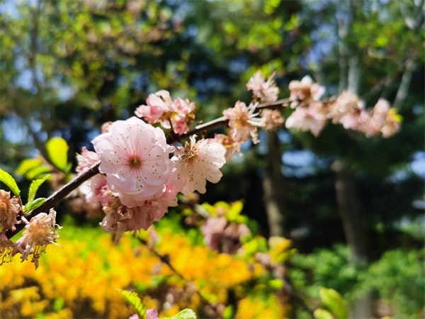 樱花有几种颜色