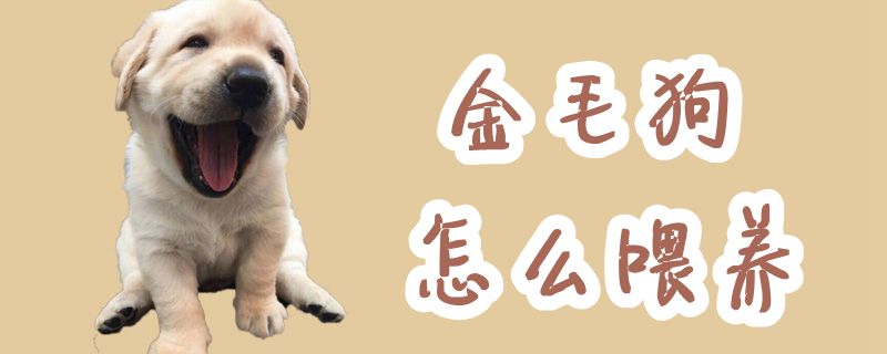 金毛犬怎么喂养