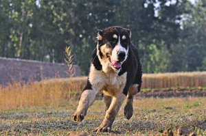 中亚牧羊犬特征及生活习性