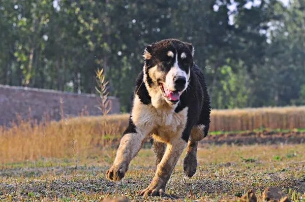 中亚牧羊犬特征及生活习性