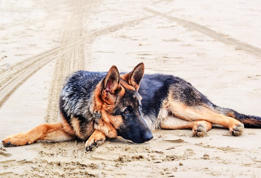 德国牧羊犬图片大全 威武凛然的德国狼犬