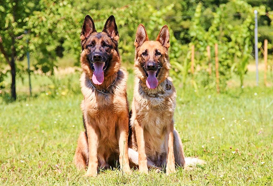 德国牧羊犬图片大全 威武凛然的德国狼犬