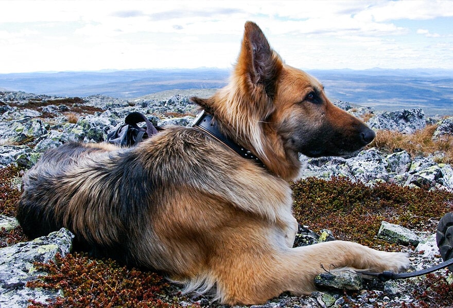 德国牧羊犬图片大全 威武凛然的德国狼犬