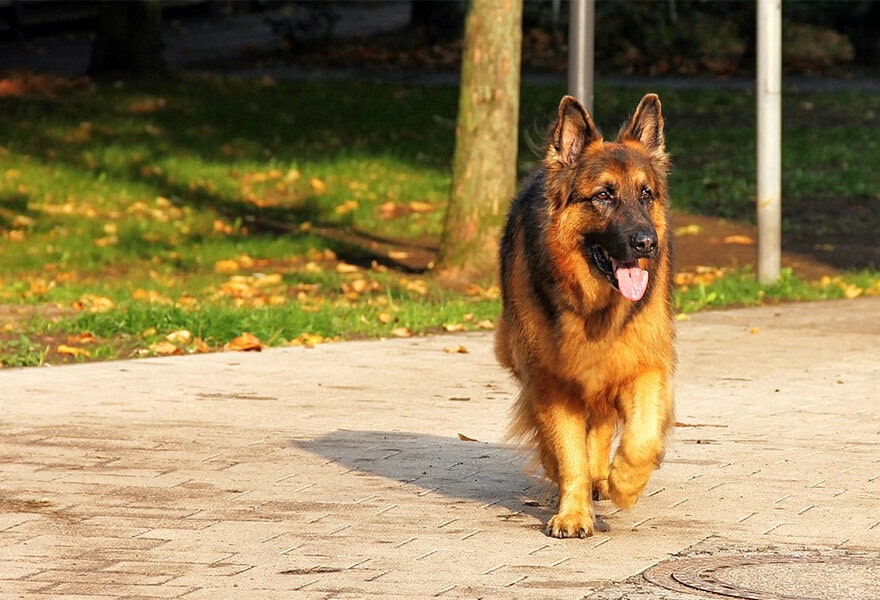 德国牧羊犬图片大全 威武凛然的德国狼犬