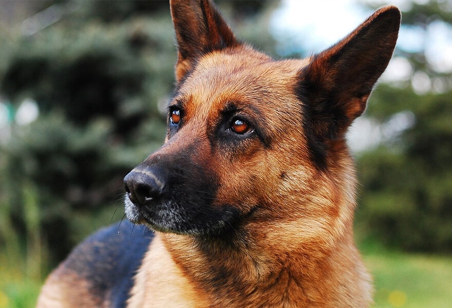 德国牧羊犬图片大全 威武凛然的德国狼犬