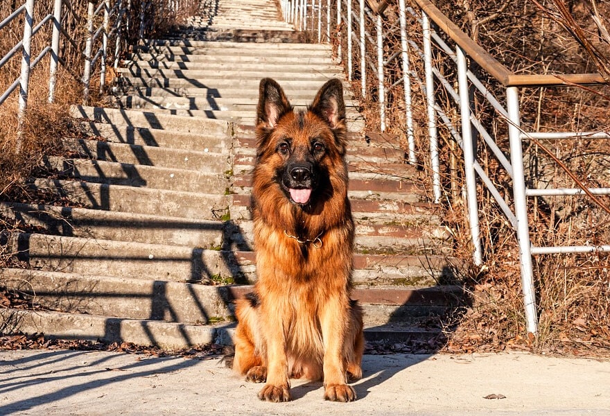 德国牧羊犬图片大全 威武凛然的德国狼犬