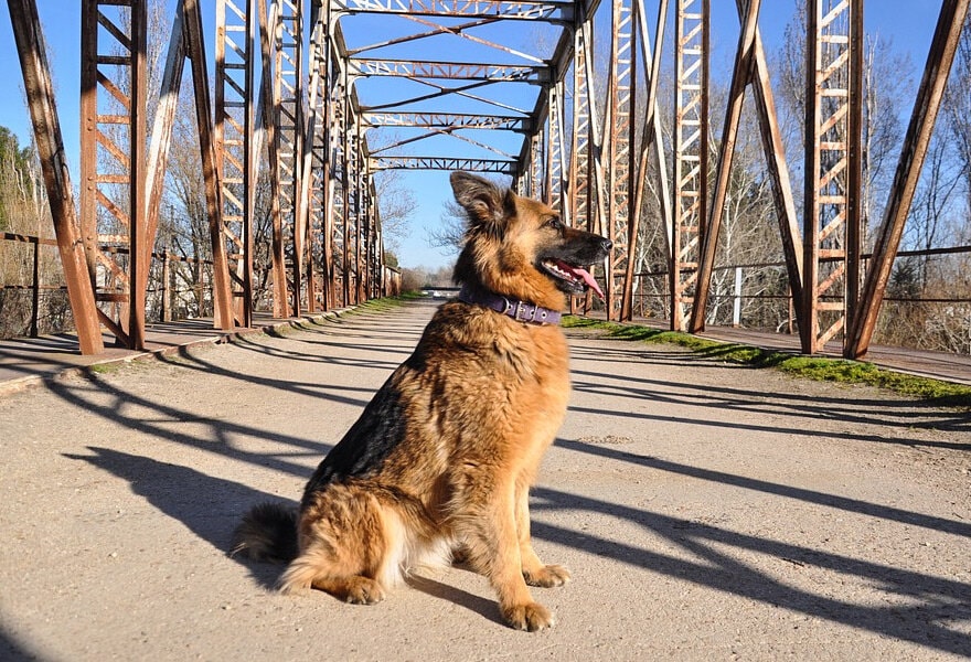 德国牧羊犬图片大全 威武凛然的德国狼犬