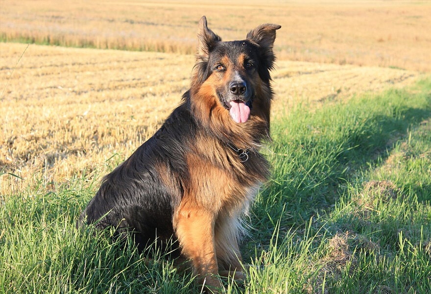 德国牧羊犬图片大全 威武凛然的德国狼犬