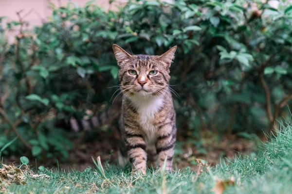 中国狸花猫资料及图片 狸花猫多少钱一只