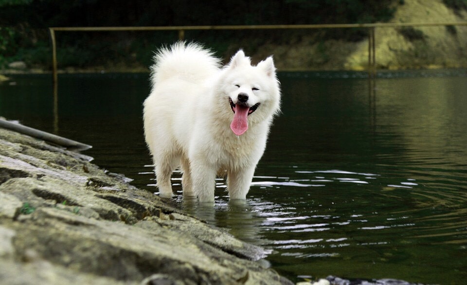 萨摩耶可爱图片 萨摩耶犬高清图片大全