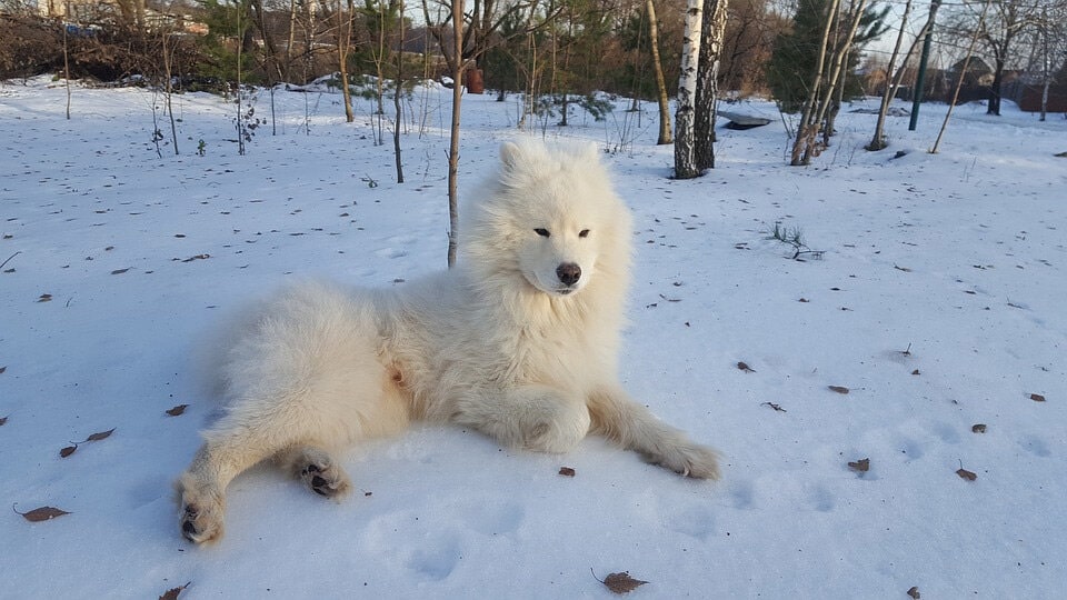 萨摩耶可爱图片 萨摩耶犬高清图片大全