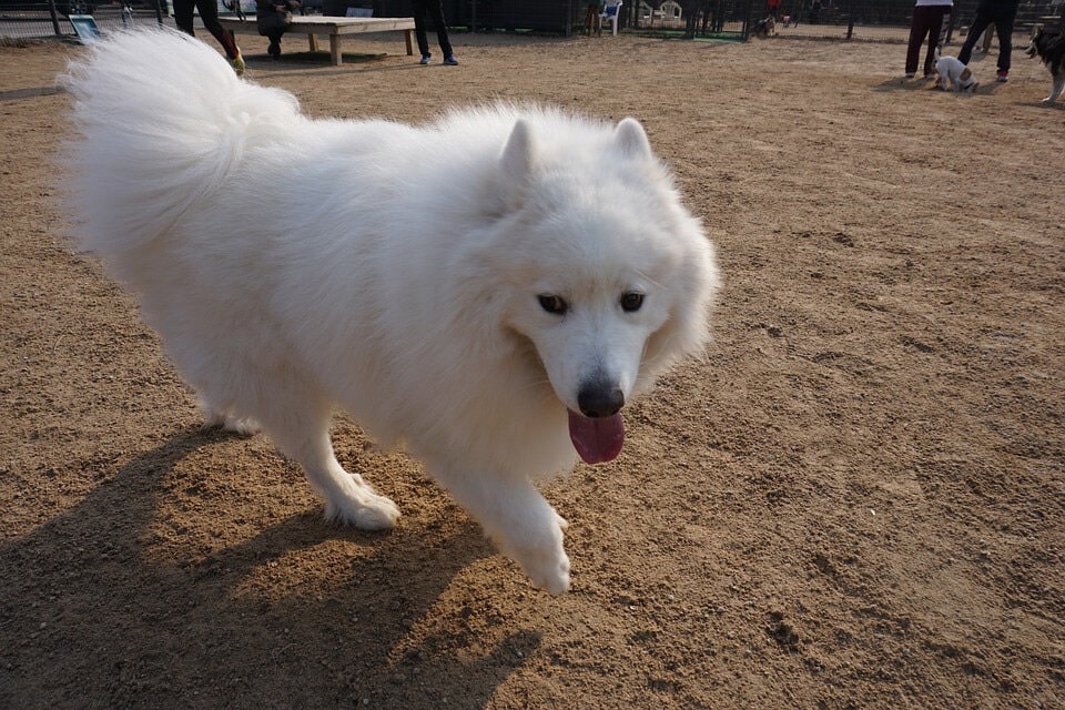 萨摩耶可爱图片 萨摩耶犬高清图片大全