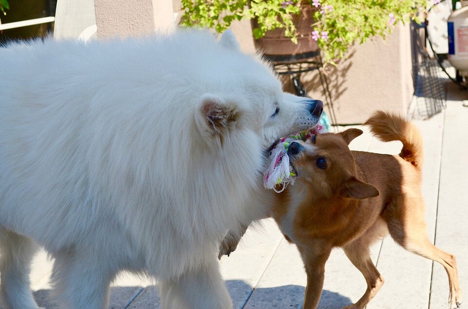 萨摩耶可爱图片 萨摩耶犬高清图片大全