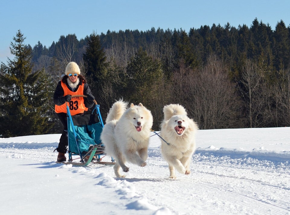 萨摩耶可爱图片 萨摩耶犬高清图片大全