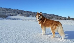 下雪天可以遛狗吗