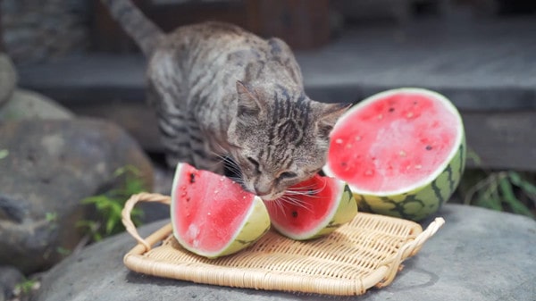 猫咪可以吃西瓜吗