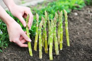 芦笋的种植方法和时间