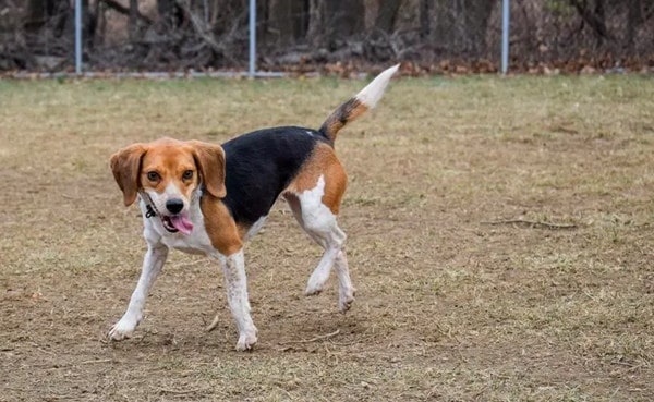 比格犬为什么是实验犬