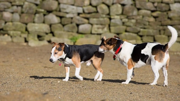 比格犬好养吗，喂养比格犬的正确方法