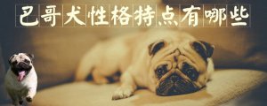 巴哥犬性格特点有哪些