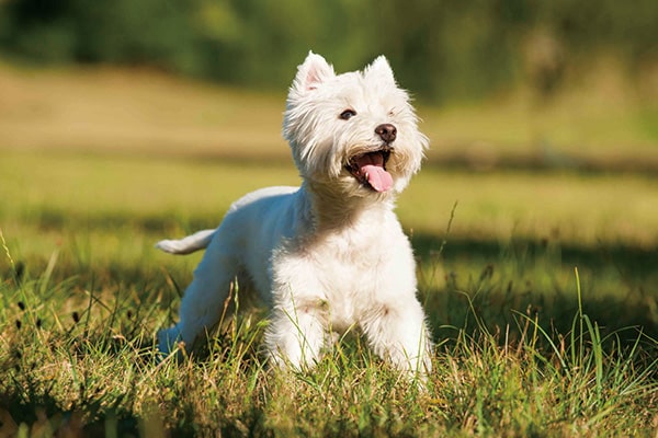 西高地犬多少钱一只