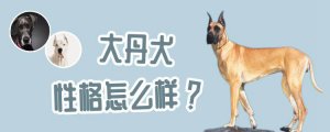 大丹犬性格怎么样