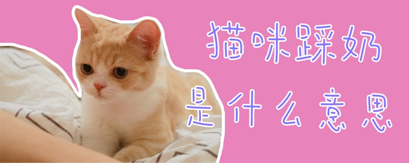 猫咪踩奶是什么意思