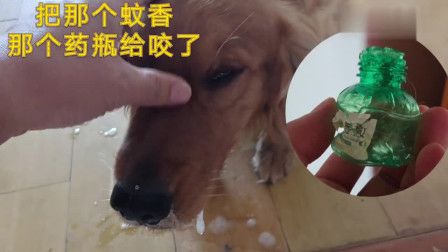 狗狗误食蚊香怎么办