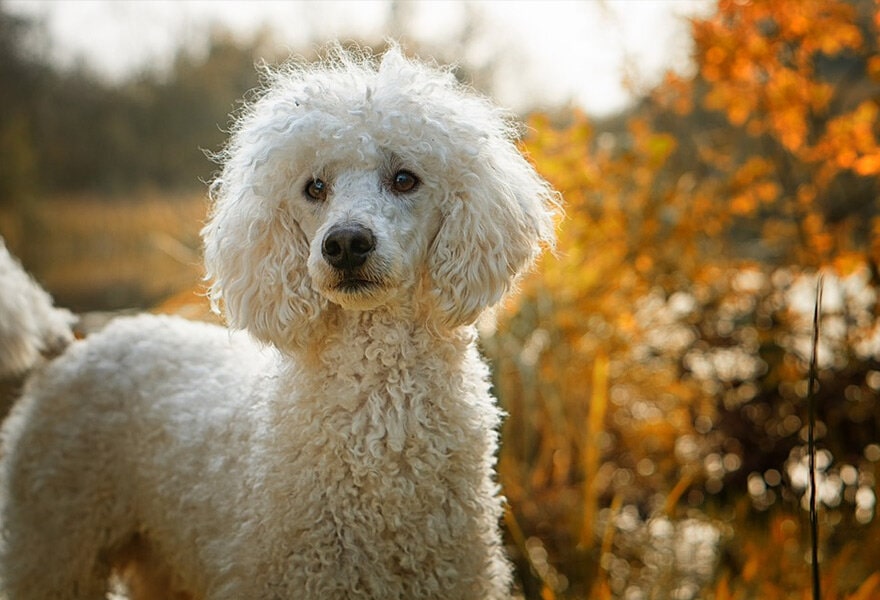 可爱的贵宾犬图片 各种贵妇犬造型图