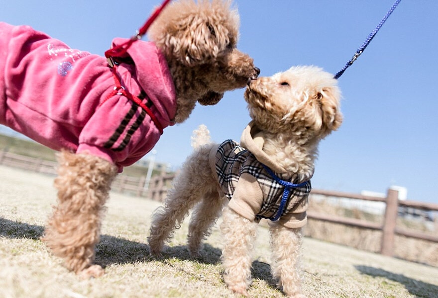 可爱的贵宾犬图片 各种贵妇犬造型图