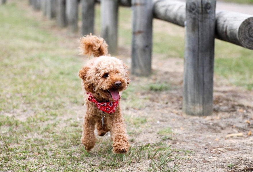 可爱的贵宾犬图片 各种贵妇犬造型图