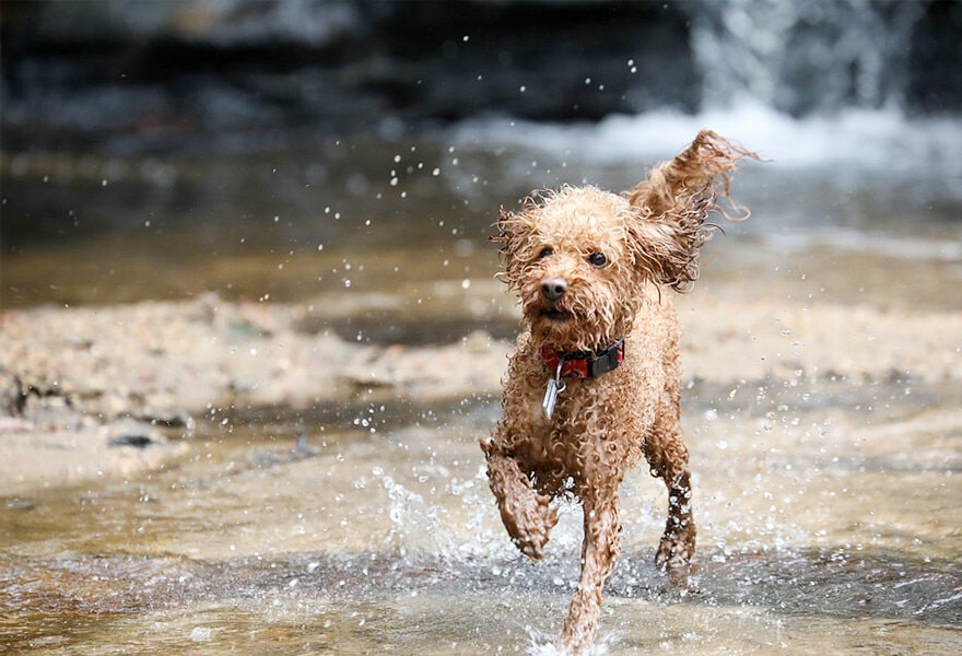 可爱的贵宾犬图片 各种贵妇犬造型图