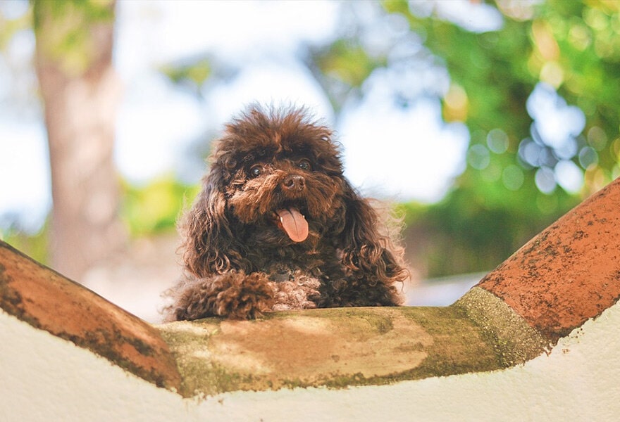 可爱的贵宾犬图片 各种贵妇犬造型图