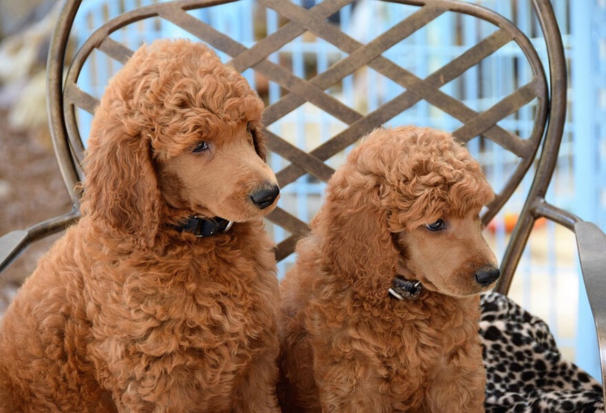 可爱的贵宾犬图片 各种贵妇犬造型图