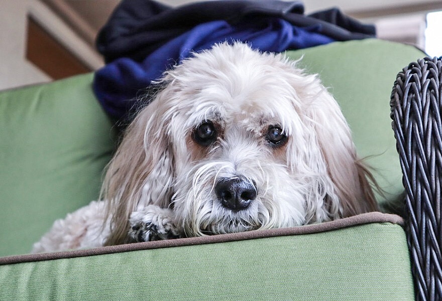 可爱的贵宾犬图片 各种贵妇犬造型图