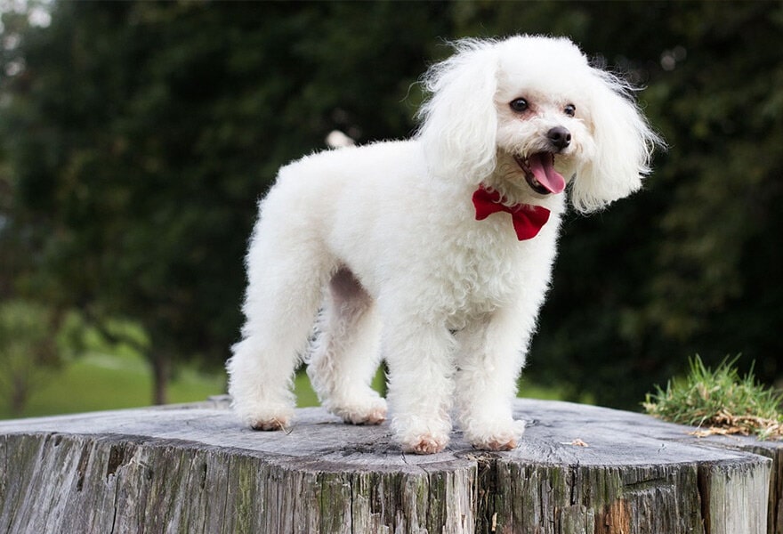 可爱的贵宾犬图片 各种贵妇犬造型图