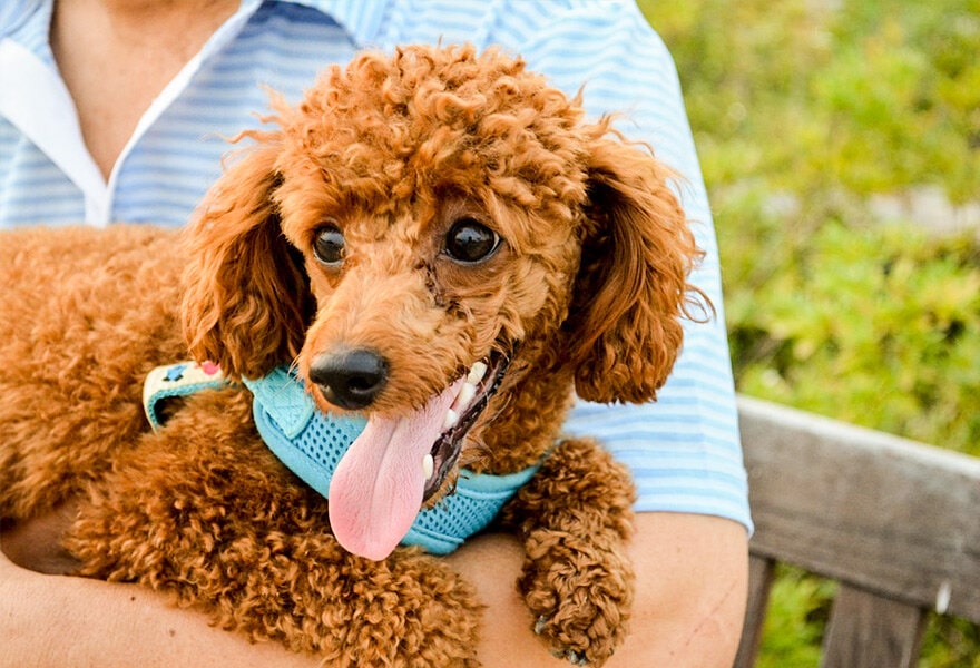 可爱的贵宾犬图片 各种贵妇犬造型图