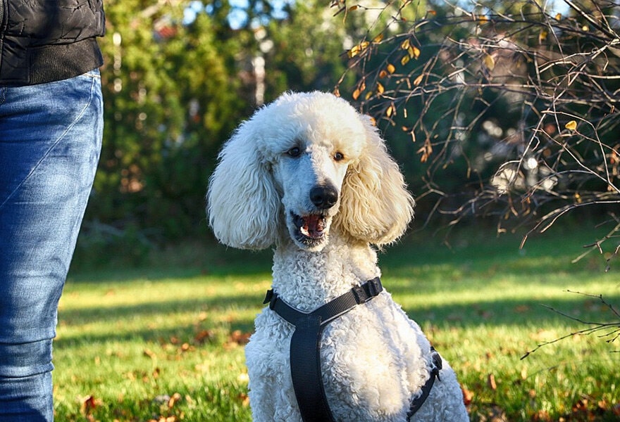 可爱的贵宾犬图片 各种贵妇犬造型图