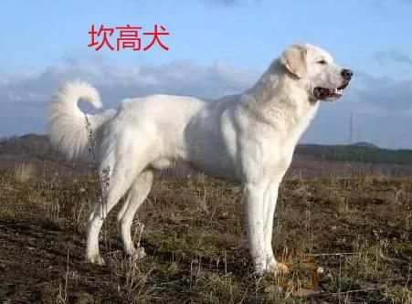 世界十大凶猛斗犬是哪十种狗