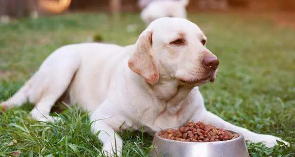 狗可以戴避孕套吗