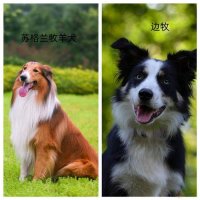 苏格兰牧羊犬和边牧的区别