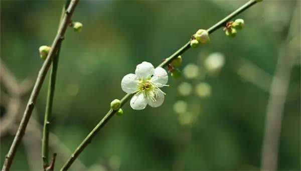 淡绿色梅花