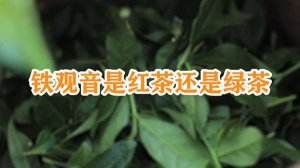 铁观音是红茶还是绿茶