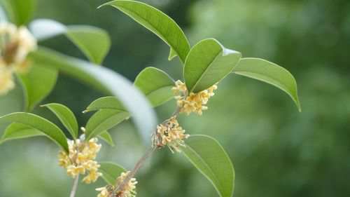 桂花几天浇一次水