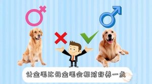 金毛公母哪个好养