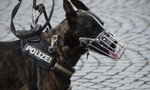 警犬退役后可以领养吗