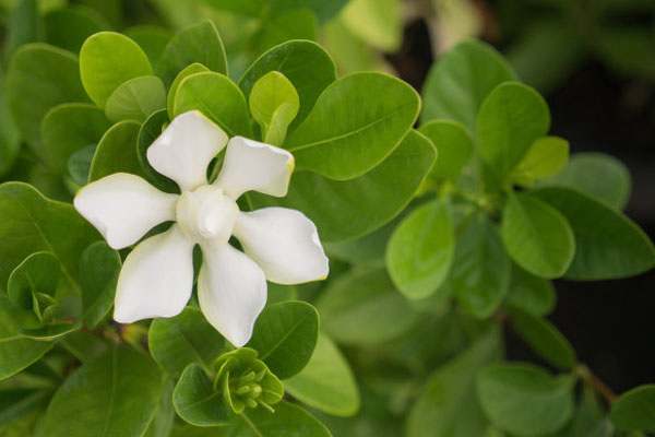 栀子花花期